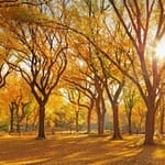 Rodrigo Colón avatar